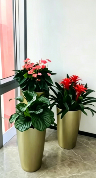 海曙绿色植物租赁价格全面解析，核心要点全概括